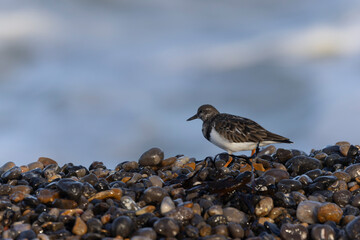 Ruddy Turnstone Arenaria interpres on low tide on a flint pebble beach in Normandy, France