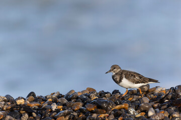 Ruddy Turnstone Arenaria interpres on low tide on a flint pebble beach in Normandy, France