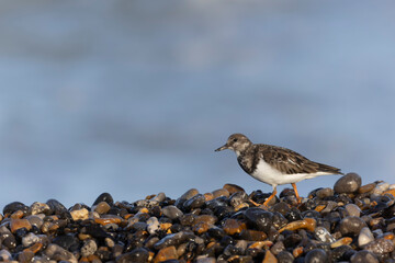 Ruddy Turnstone Arenaria interpres on low tide on a flint pebble beach in Normandy, France