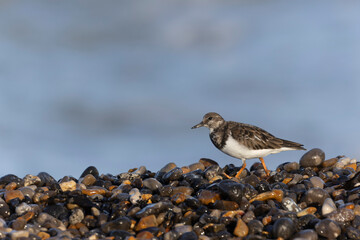 Ruddy Turnstone Arenaria interpres on low tide on a flint pebble beach in Normandy, France