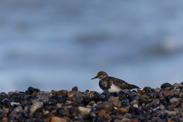 Ruddy Turnstone Arenaria interpres on low tide on a flint pebble beach in Normandy, France