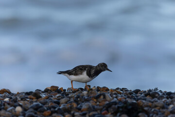 Ruddy Turnstone Arenaria interpres on low tide on a flint pebble beach in Normandy, France