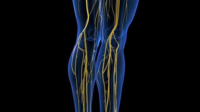 3d rendered medical animation of the sciatic nerves