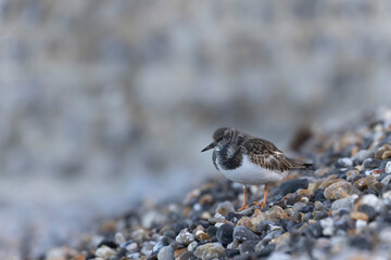 Ruddy Turnstone Arenaria interpres on low tide on a flint pebble beach in Normandy, France