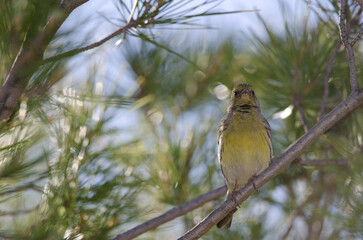 Atlantic canary Serinus canaria. Female. The Nublo Rural Park. Tejeda. Gran Canaria. Canary Islands. Spain.