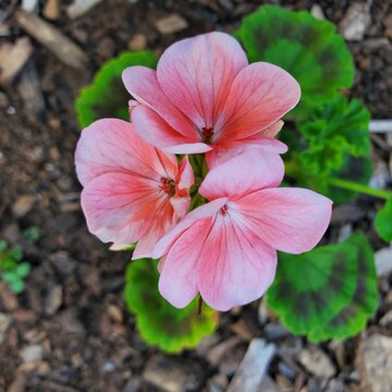 Pink Pansy