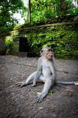Monkey Bali 