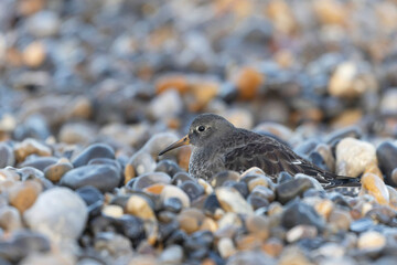 Purple Sandpiper Calidris maritima on a flint pebble beach on high tide in Normandy