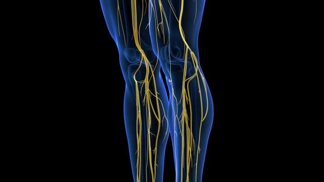 3d rendered medical animation of the sciatic nerves