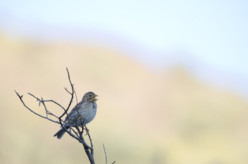 Corn bunting Emberiza calandra. Male singing. The Nublo Rural Park. Tejeda. Gran Canaria. Canary Islands. Spain.
