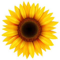 Sunflower yellow flower isolated, 3d icon illustration.