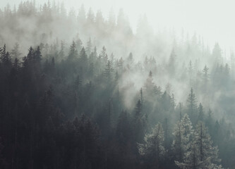 fog in the mountain forest 