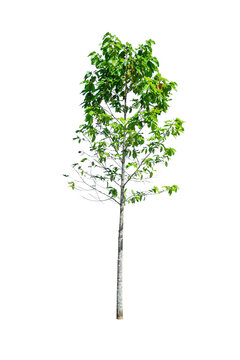 small Green tree isolated