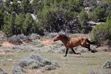 Wild mustang running.