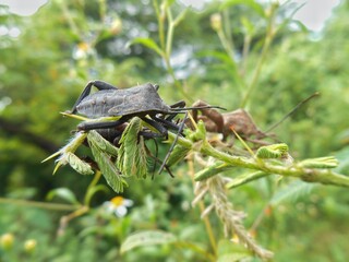 grasshopper on a branch