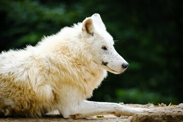 Obraz premium portrait of adult arctic wolf 