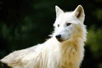 Obraz premium portrait of adult arctic wolf 