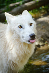 Obraz premium portrait of adult arctic wolf 