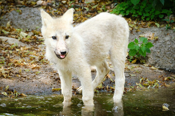 baby arctic wolf portrait