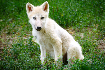 Obraz premium baby arctic wolf portrait