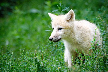 baby arctic wolf portrait