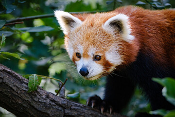 close up portrait of red panda 
