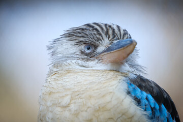 portrait of blue-winged kookaburra kingfisher