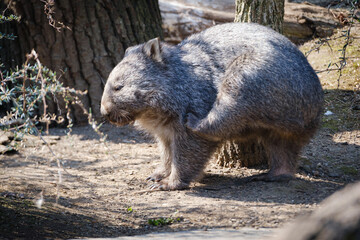 common vombat in the wild