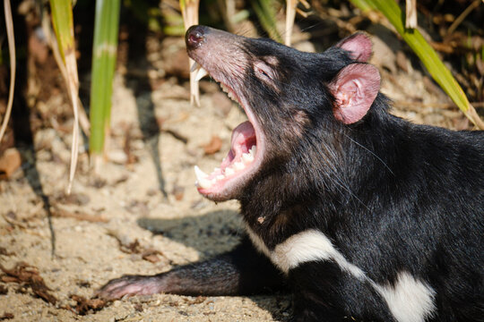 tasmanian devil lying on the ground and screaming