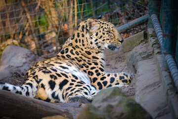 close up of leopard