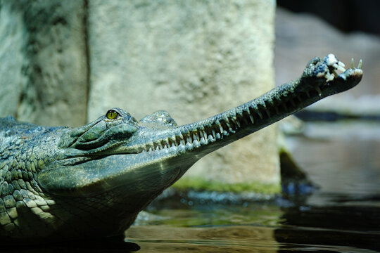 close up of a gharial crocodile