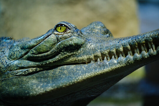 close up of a gharial crocodile