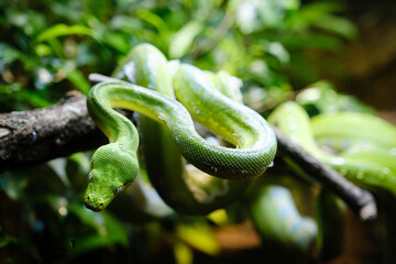 the green tree python, dangerous snake on the banch