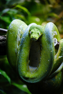 the green tree python, dangerous snake on the banch