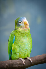 close up portrait of parrot