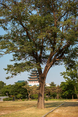 traditional palace tree