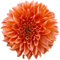Foto op Plexiglas Amber Queen Dahlia Flower © Anand Kumar