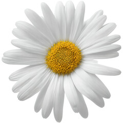 White Daisy Flower