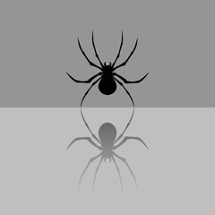 Black spider silhouette with reflection on the ground.