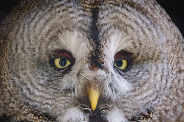 close up portrait of owl