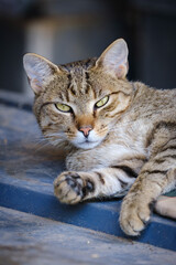 Naklejka premium portrait of a cat