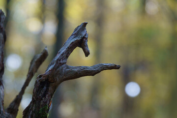 Wald Herbst Kobolde