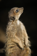 meerkat standing on the ground 