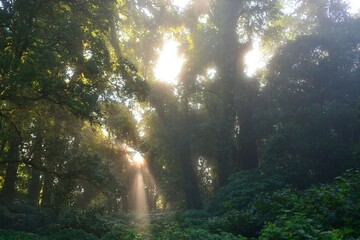Obraz premium sun rays through the forest