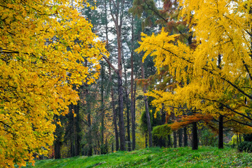 Obraz premium Natural forest autumn landscape