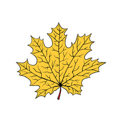 A fallen leaf of a maple tree. Vector illustration isolated on white. Cartoon style