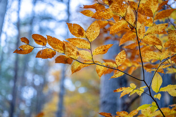 fall in the mountains