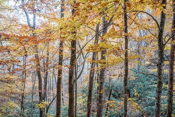 Obraz premium fall in the mountains