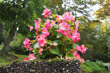Pink red wax begonia or Begonia semperflorens. Begonia x semperflorens-cultorum. Bedding plant in...