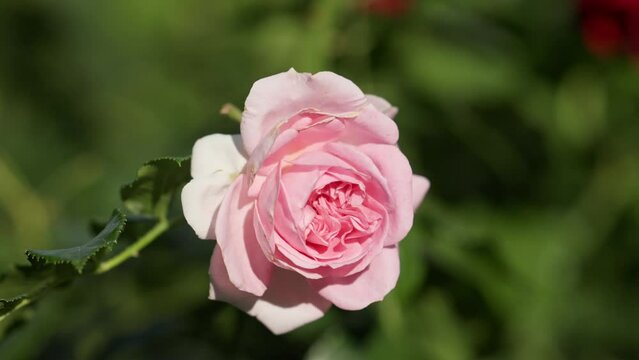 A rose sways in the wind on a sunny summer day